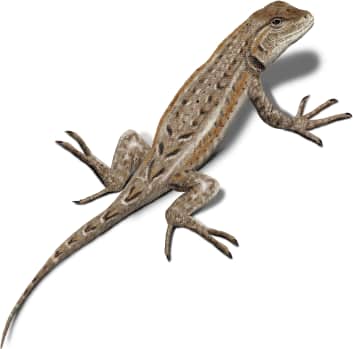 Common Sagebrush Lizard
