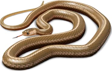 Short-headed Garter Snake