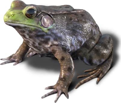 Green Frog