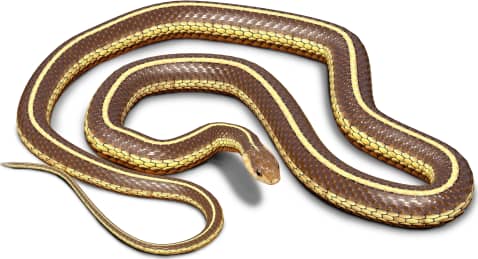 Butler's Garter Snake