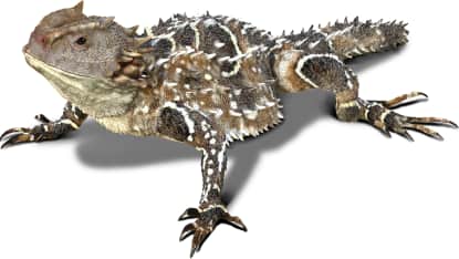 Pygmy Short-horned Lizard