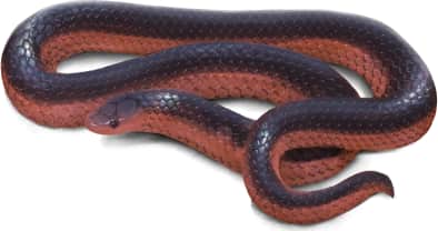 Western Worm Snake