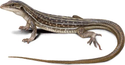 Chihuahuan Spotted Whiptail