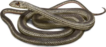 Striped Whipsnake