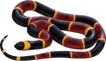 Eastern Coralsnake