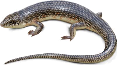 Great Plains Skink