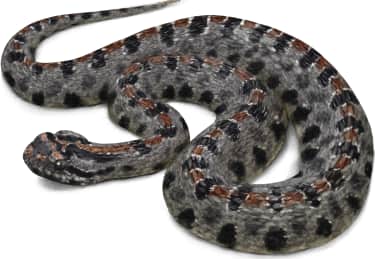 Pygmy Rattlesnake