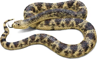 Louisiana Pinesnake