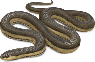 Graham's Crayfish Snake