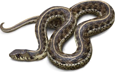Mexican Garter Snake
