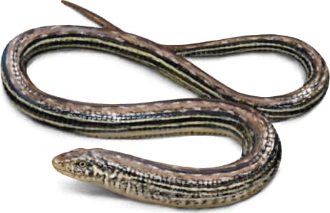 Slender Glass Lizard