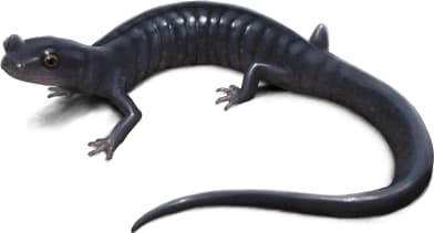 Santa Cruz Black Salamander