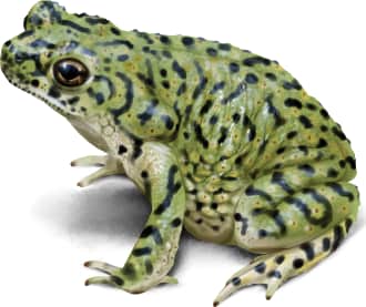 Chihuahuan Green Toad