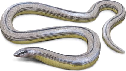 Temblor Legless Lizard