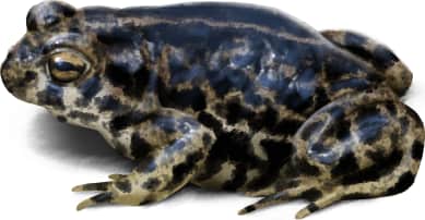 Black Toad