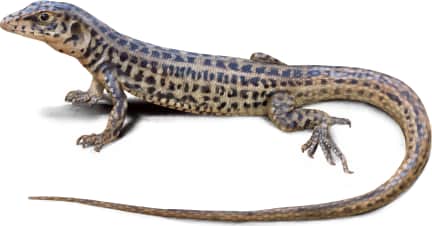 Western Whiptail — San Diegan Tiger Whiptail