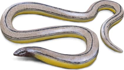 Big Spring Legless Lizard