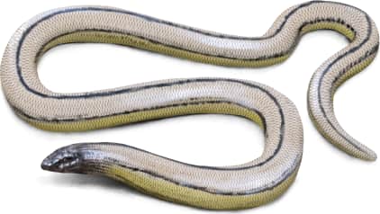 Bakersfield Legless Lizard