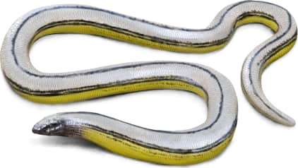 Northern Legless Lizard