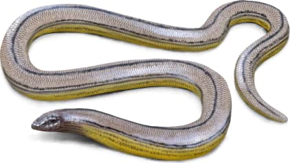 San Diegan Legless Lizard