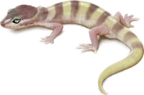 Western Banded Gecko — San Diego Banded Gecko