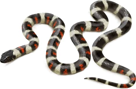 California Mountain Kingsnake — California mountain kingsnake: Light Version