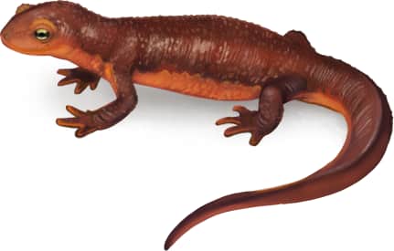 California Newt