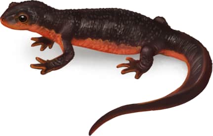 Red-bellied Newt