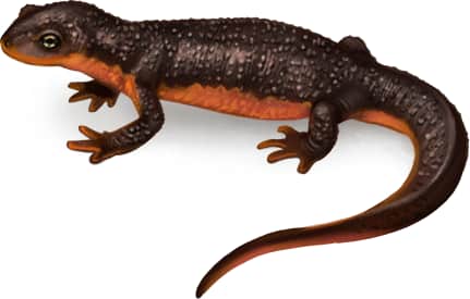 Rough-skinned Newt