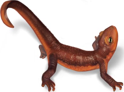 Sierra Newt — Sierra/California Newt in Defensive Position