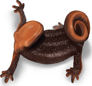 Rough-skinned Newt — Rough-skinned Newt in Defensive Position