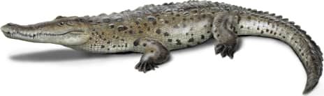 American Crocodile