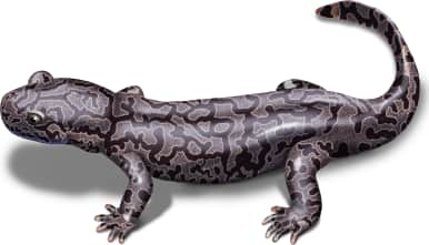 Idaho Giant Salamander