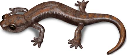 Samwel Shasta Salamander