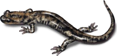 Wandering Salamander