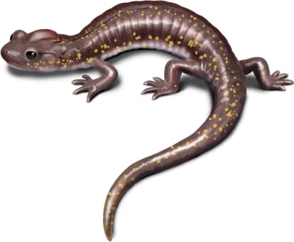 Arboreal Salamander