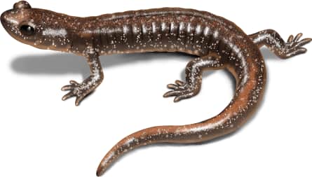 Clouded Salamander
