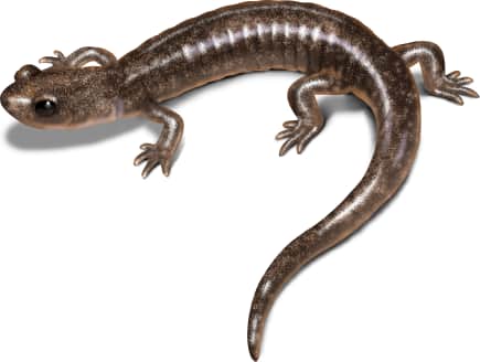 Sacramento Mountain Salamander