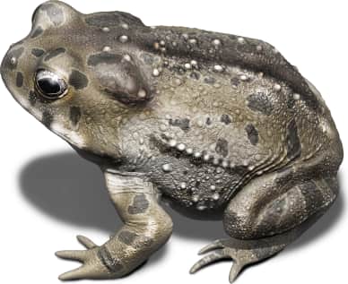 Texas Toad