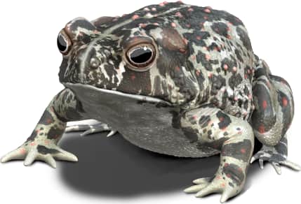 Dixie Valley Toad