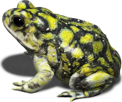 Sonoran Green Toad