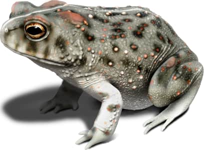 Amargosa Toad