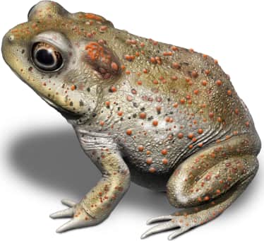 Red-spotted Toad