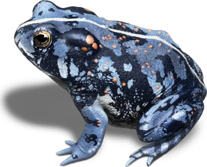 Oak Toad