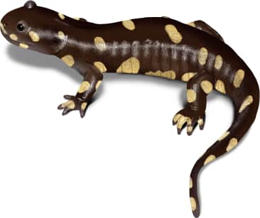 California Tiger Salamander