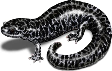 Frosted Flatwoods Salamander