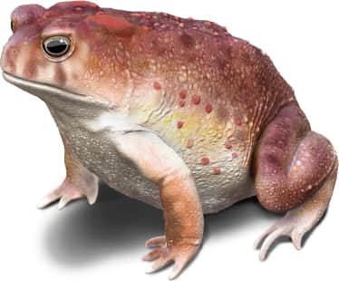 Arizona Toad