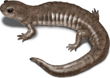 Streamside Salamander