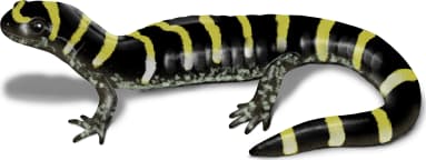 Ringed Salamander