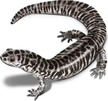 Reticulated Flatwoods Salamander